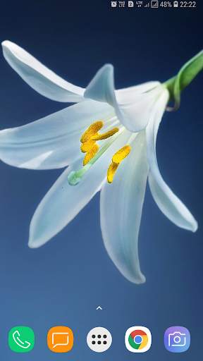 Flower Wallpaper screenshot 6