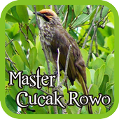 Straw-headed Bulbul icon