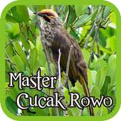 Straw-headed Bulbul 1.1