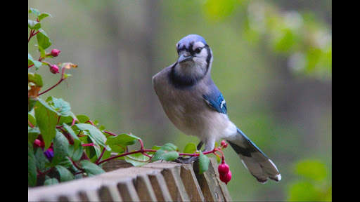 Blue Jay. Birds Wallpapers screenshot 2