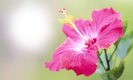 Flower Photo Frames screenshot 6