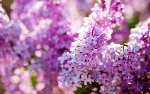 Lilac Wallpaper screenshot 5