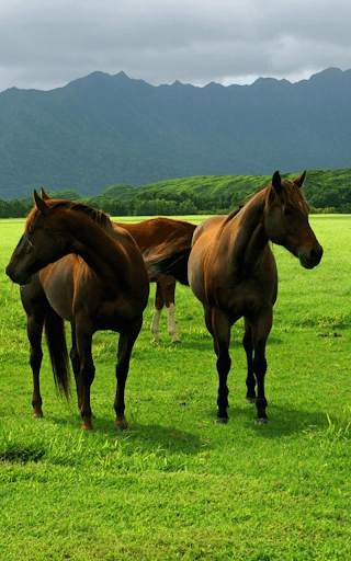 Horses Live Wallpaper HD screenshot 7