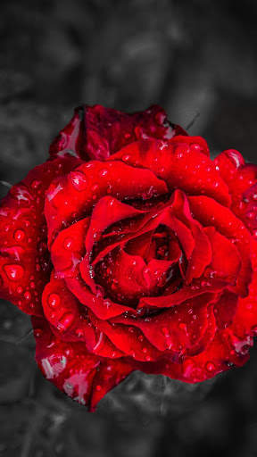 Rain Rose Wallpapers screenshot 4