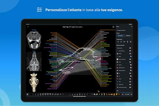 vet-Anatomy screenshot 14