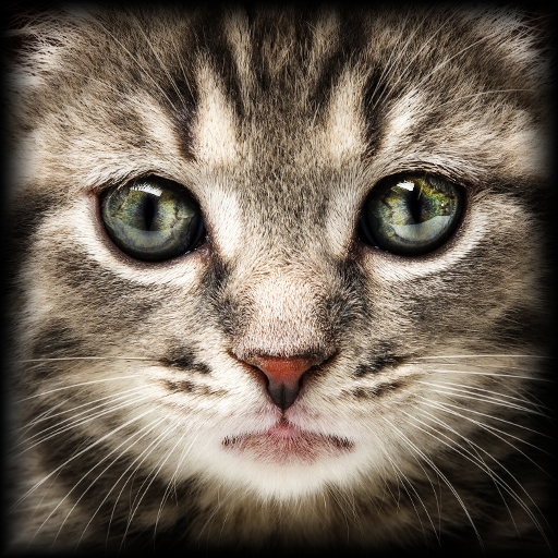 The Cat and the Mouse icon