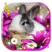 Bunnies Cute live wallpaper 1.4