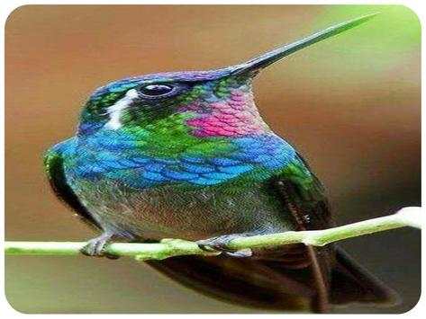 The most beautiful birds in the world screenshot 5