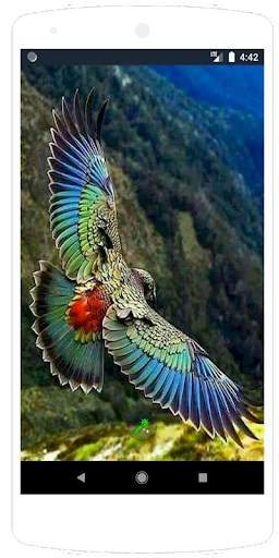 Beauty Birds Wallpaper स्क्रीनशॉट 3