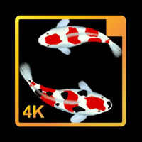 Wallpaper Ikan Koi Hidup icon