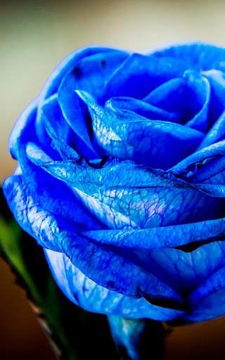 Blue Rose Live Wallpaper screenshot 2