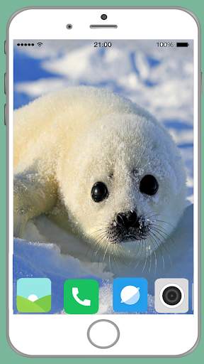 Harb Seal Full HD Wallpaper screenshot 14