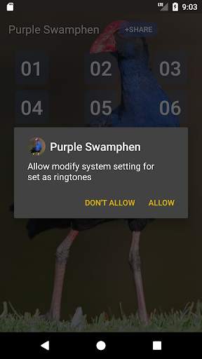 Purple Swamphen Sounds screenshot 3