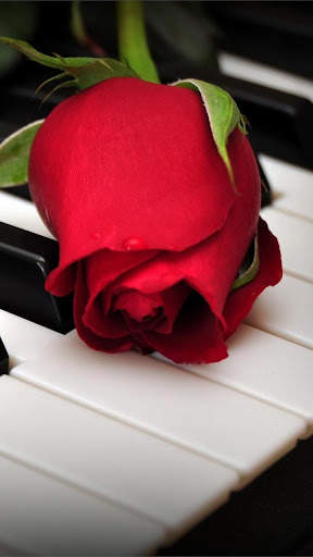 Red Rose Live Wallpaper screenshot 3