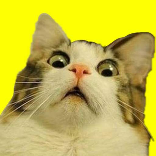 Funny Memes & Jokes Quotes 1.0.1