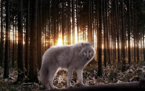 Wolf Wallpaper screenshot 5