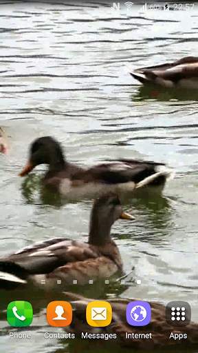 Duck Live Wallpaper screenshot 2