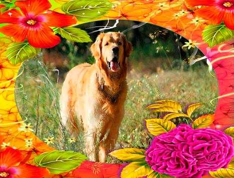 Beautiful Flowers Photo Frames 3 تصوير الشاشة