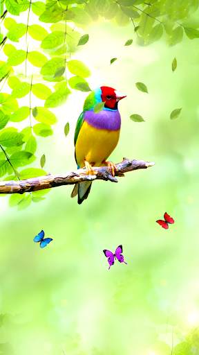 Bird APUS Live Wallpaper screenshot 4