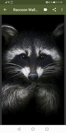 Raccoon Wallpapers screenshot 2