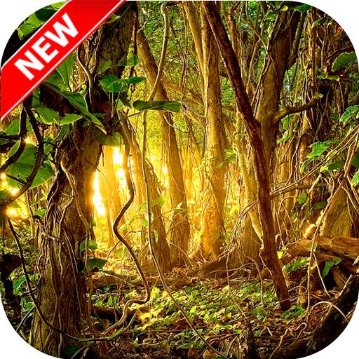 Jungle Wallpaper HD 1.0