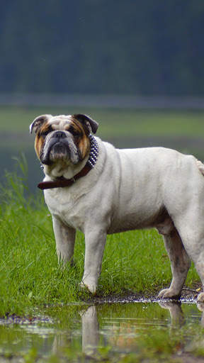 Pitbull Dog Wallpaper HD screenshot 7