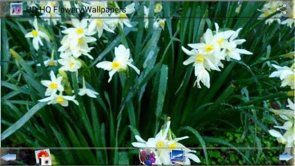 HD HQ Flowery Wallpapers screenshot 8