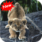 ikon Lion