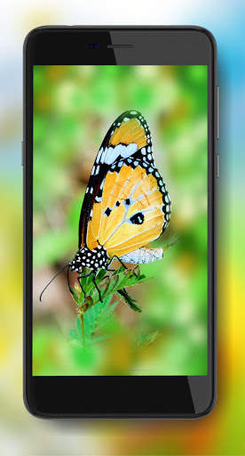 Summer Time Live Wallpaper screenshot 4