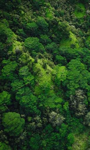 Jungle HD Wallpaper Background скриншот 3