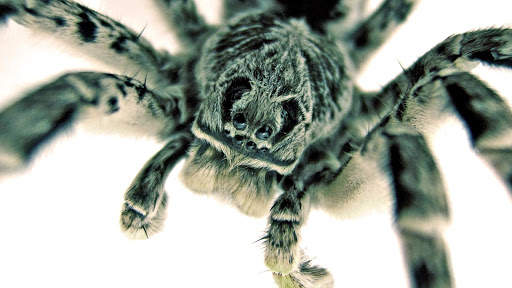 Spider Live Wallpaper (Wallpapers & Backgrounds) screenshot 6