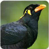 Hill Myna Bird Sounds 3.1.0