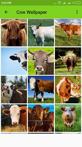 Cow Wallpaper screenshot 2