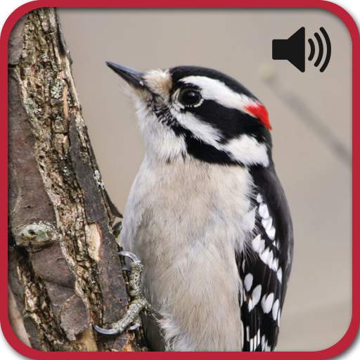 All Bird Sound And Ringtones 1.0