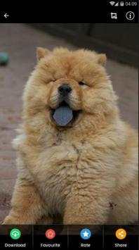 Wallpaper Chow Chow Puppies screenshot 6