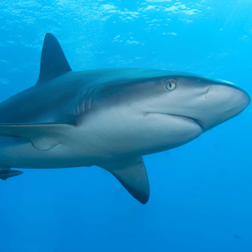 Shark Puzzle icon