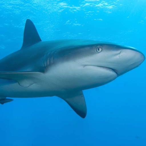 Shark Puzzle 1.0