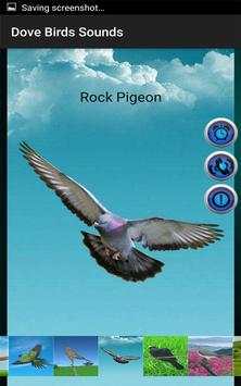 Dove Birds Sounds screenshot 10