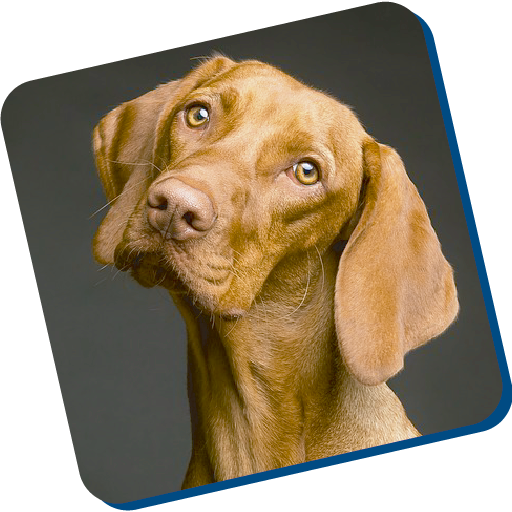 dog training guide train a dog icon