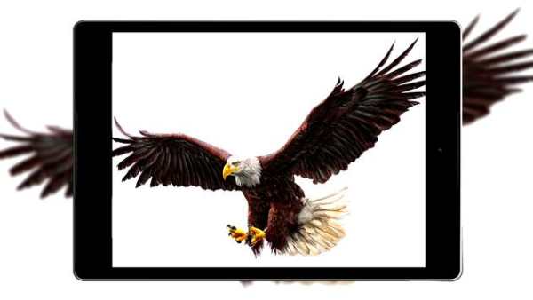 Eagle Wallpaper HD screenshot 15