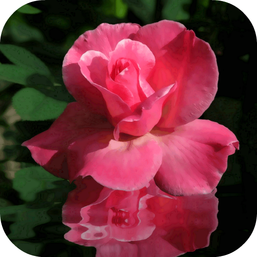 Rose In Water Live Wallpaper icon