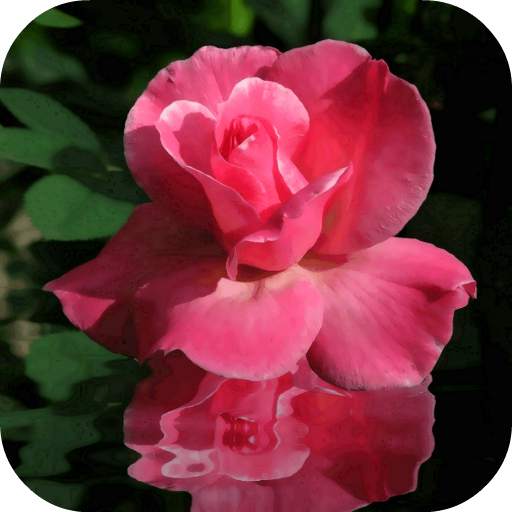 Rose In Water Live Wallpaper 2.0