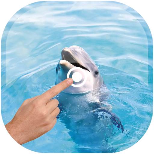 Magic Touch - Dolphin In Water 1.5