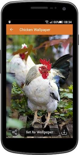 Chicken Wallpaper screenshot 3