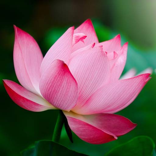 Tropical Flower Live Wallpaper 1.0.8