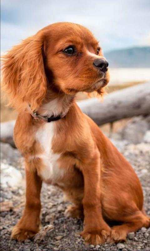 Puppy Songs live wallpaper 1 تصوير الشاشة