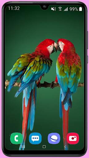 Parrots Wallpaper Best HD screenshot 9