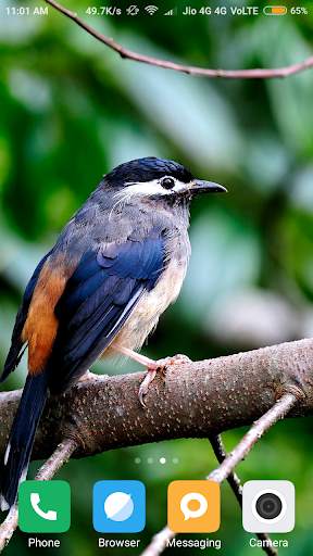 Bird Wallpapers screenshot 5