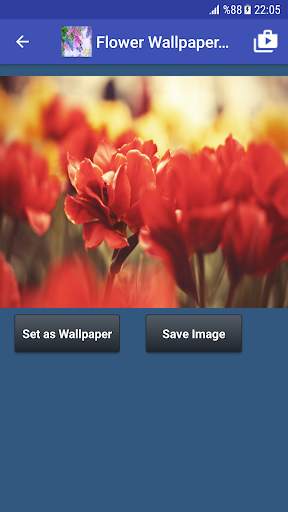 Flower Wallpapers screenshot 4