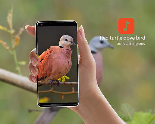 Red turtle dove bird sounds screenshot 1